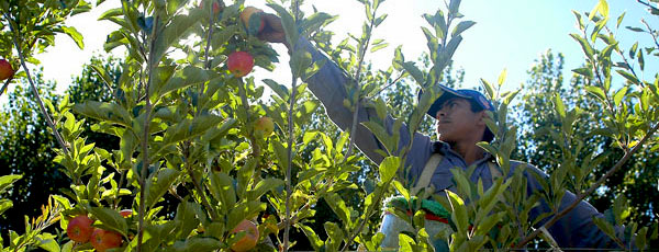 Apples (photo: Jorge González)