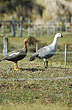 Pareja de cauquenes  - Foto: Jorge Gonz�lez