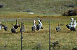 Cauquenes, fauna aut�ctona - Photo: Jorge Gonz�lez