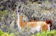 Guanaco - Photo: Direcci�n de Turismo de Rio Gallegos