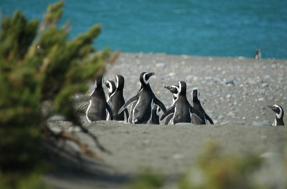 Pingüinera Cabo Virgenes