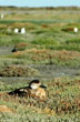 Reserva natural costera - Photo: Direcci�n de Turismo de Rio Gallegos