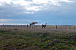 Guanacos saltando - Photo: Karina Jozami Guanacos saltando - Photo: Karina Jozami