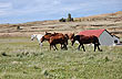 Caballos del Sur - Photo: Karina Jozami