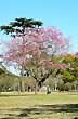 Lapacho en flor - Foto: Jorge Gonz�lez