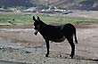 Typical dweller of the puna - Photo: Jorge Gonz�lez