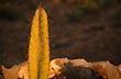 Bellas espinas - Photo: Jorge Gonz�lez