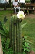 Cardon flower - Photo: Jorge Gonz�lez