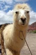 Una llama nos mira - Foto: Pablo Etchevers Una llama nos mira - Foto: Pablo Etchevers