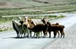 Llamas on the road - Photo: Pablo Etchevers