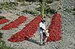 Peppers drying in the sun - Photo: Jorge Gonz�lez