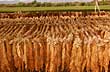 The long process of tobacco - Photo: Marcelo Sola