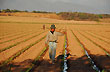 Cultivando el tabaco - Photo: Jorge Gonz�lez