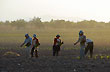 Trabajando el Tabaco - Photo: Jorge Gonz�lez