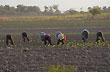 Cerrillos, obreros del tabaco - Photo: Jorge Gonz�lez