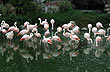 Flamencos en Mundo Marino - Foto: Santiago Gaudio