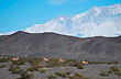 Guanacos en Barreal - Foto: Ricardo Druck