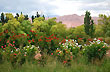 Coloridas flores - Foto: Ricardo Druck