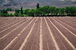 Plantaci�n de ajo en Barreal - Foto: Ricardo Druck