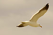 Volare... - Photo: Palmiro Bedeschi