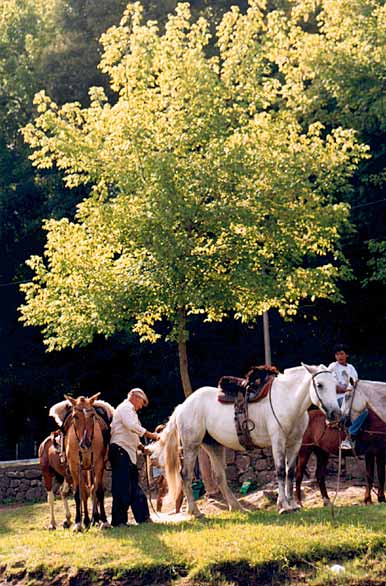 Preparando los matungos - Author: Secretar�a de Turismo de San Luis