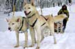 Huskies y trineos - Photo: Marcelo Sola