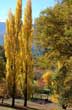 Alamos dorados - Photo: Jorge Gonz�lez