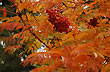 Colorido sorbus - Foto: Jorge González Colorido sorbus - Foto: Jorge González