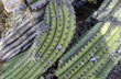 Cactus desafiante - Photo: Pablo Etchevers