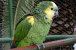 Loro hablador - Photo: Pablo Etchevers