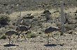 Choiques patagónicos - Foto: Palmiro Bedeschi Choiques patagónicos - Foto: Palmiro Bedeschi