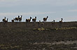 Marcha de guanacos - Foto: Palmiro Bedeschi Marcha de guanacos - Foto: Palmiro Bedeschi