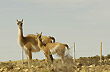 Guanaco y su cría - Foto: Palmiro Bedeschi Guanaco y su cría - Foto: Palmiro Bedeschi