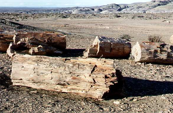Bosque Petrificado Jos� Ormaechea - Autor: Marcelo Fuhr