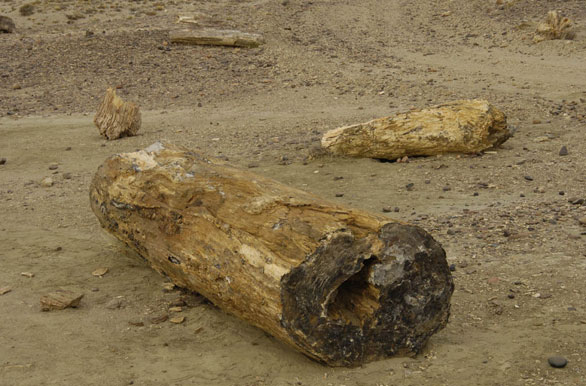 Troncos petrificados - Autor: Palmiro Bedeschi