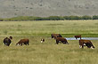 Vacas pastando - Foto: Palmiro Bedeschi Vacas pastando - Foto: Palmiro Bedeschi