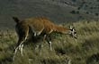 Guanaco - Foto: Pablo Etchevers