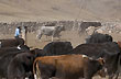 En los corrales, Estancia Las Carreras - Foto: Ente Tucum�n Turismo