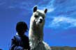 Llama en el Infiernillo - Foto: Agencia de Turismo La Cumbre