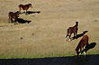 Caballos en el dique La Angostura - Foto: Pablo Etchevers