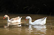 Avifauna - Foto: Jorge Gonz�lez