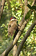Carpintero del delta - Foto: Jorge Gonz�lez