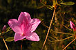 Flores del delta - Foto: Jorge Gonz�lez