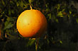 Frutos de las islas - Foto: Jorge Gonz�lez