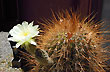 La belleza del card�n - Foto: Cristina Sabaliauskas - Welcomeargentina.com