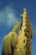 Vegetaci�n norte�a - Foto: Cristina Sabaliauskas - Welcomeargentina.com