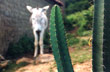 Burro y card�n - Foto: Pablo Etchevers