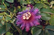 Flor de zona �rida - Foto: Pablo Etchevers