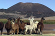 Llamas y el volc�n - Foto: David Far�as