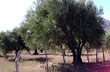 Cultivo de olivos - Foto: Pablo Etchevers